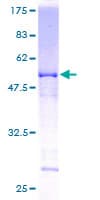 Human RAP30 / GTF2F2 Protein (Recombinant GST)