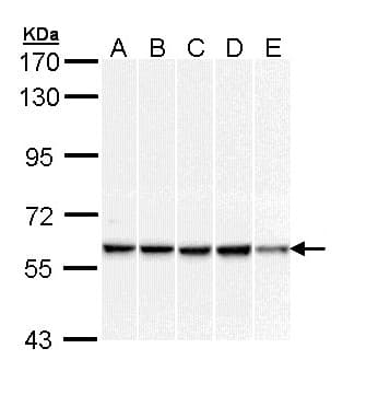 DNAJC3 / p58IPK Antibody