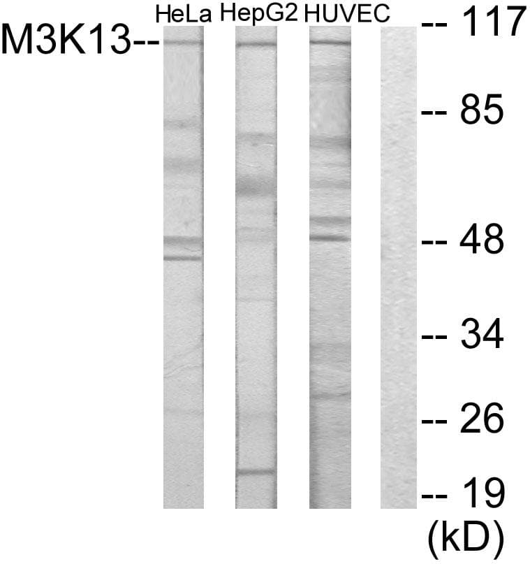 MAP3K13 / LZK Antibody