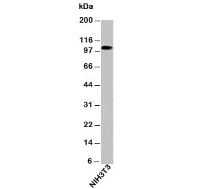 KDM1A / LSD1 Antibody