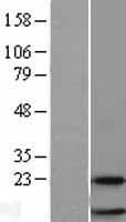 Human RPL38 / Ribosomal Protein L38 (Over-Expression Lysate Myc-DDK (Flag))