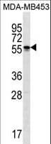 SOHLH2 Antibody (aa232-258)