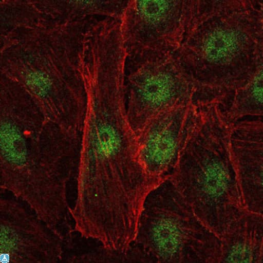 Monoclonal Mouse anti-Human REL / C-Rel Antibody (IHC, IF, WB)