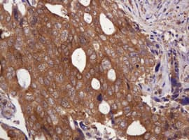 VBP1 Antibody (clone OTI1H5, Carrier-free)