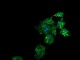 B3GNT2 Antibody (clone OTI4B9, Carrier-free)