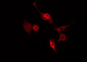 SYN1 / Synapsin 1 Antibody