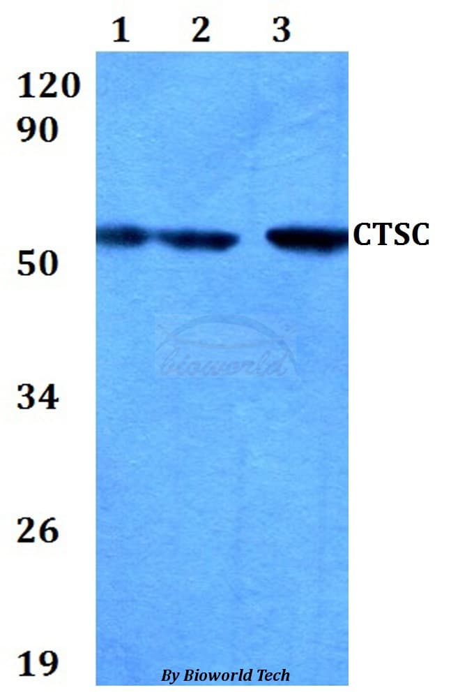 CTSC / Cathepsin C / JP Antibody