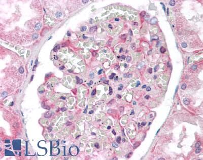 IHC-plus™ HSPA12A Antibody (aa398-427)
