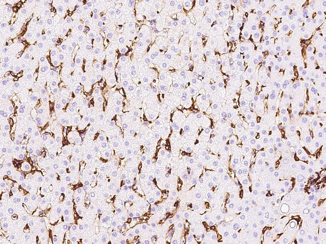 HLA-DR Antibody (Preservative Free)