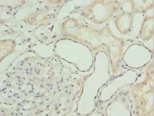 GZMH / Granzyme H Antibody