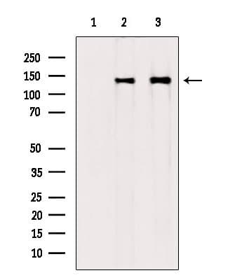 COL6A1 / Collagen VI Alpha 1 Antibody
