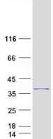 Human C4orf22 Protein (Recombinant Myc-DDK (Flag))