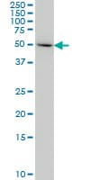 IHC-plus™ IDO1 / IDO Antibody (clone 4D2)