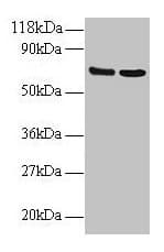 CD225 / IFITM1 Antibody