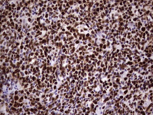 MCM2 Antibody (clone OTI1G10)