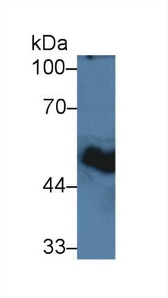 GP2 Antibody (aa300-505)