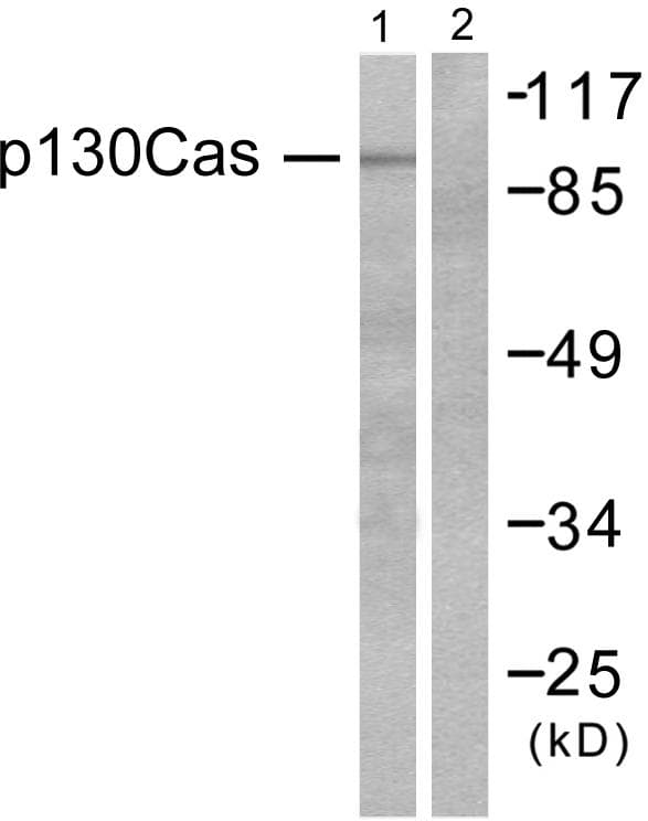 BCAR1 / p130Cas Antibody (p410)