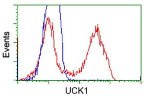 UCK1 Antibody (clone OTI5E9)