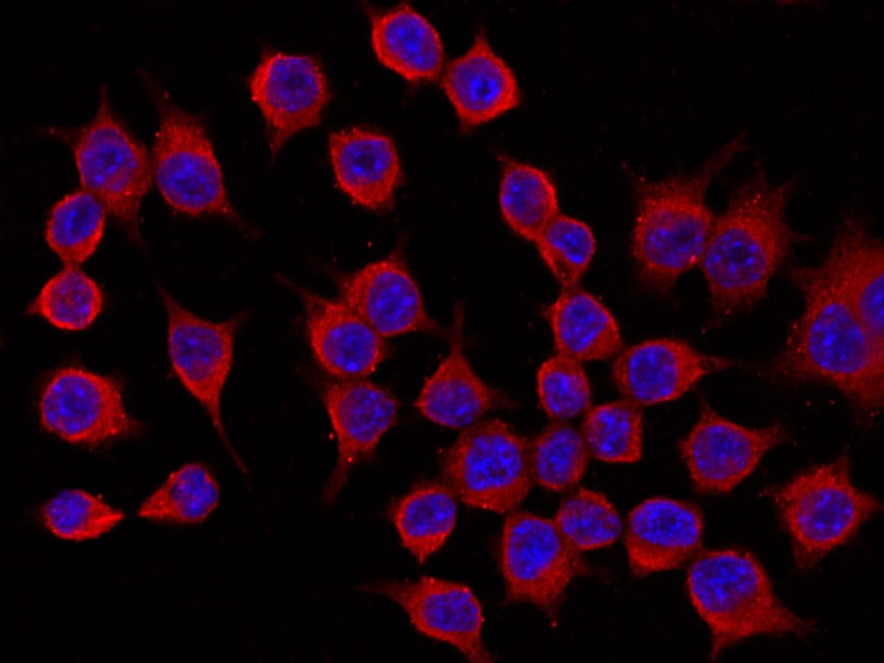 Chil3 / Chi3l3 Antibody (Preservative Free)