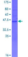 Human DPPL1 / PPAPDC1B Protein (Recombinant GST)