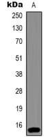 HIST1H3H Antibody