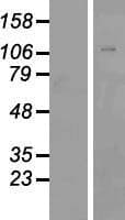 ZNF507 Protein (Over-Expression Lysate Myc-DDK (Flag))