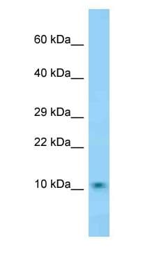 Polyclonal Rabbit anti-Mouse DNAJC19 Antibody (aa35-84, WB)
