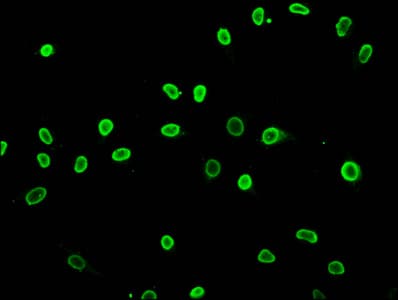 HIST1H3A Antibody