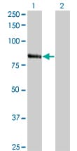 KF1 / RNF103 Antibody (clone 3E7)