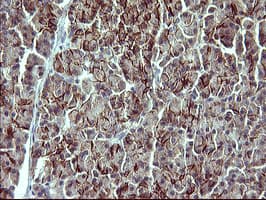 IL1A / IL-1 Alpha Antibody (clone OTI2F8)