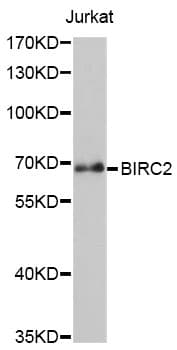BIRC2 / cIAP1 Antibody