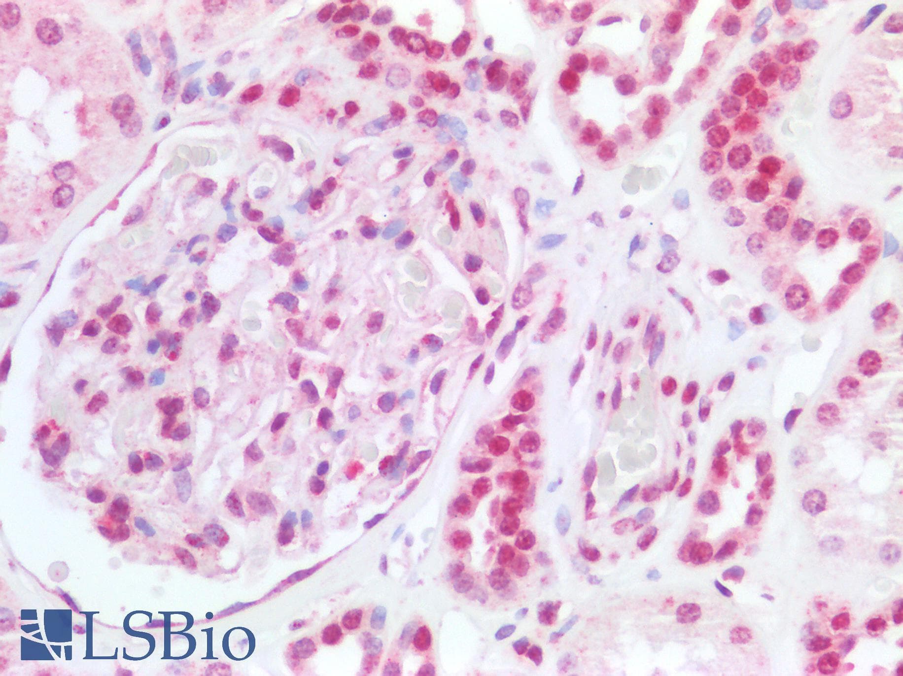 PathPlus™ NALP3 / NLRP3 Antibody (aa158-207)