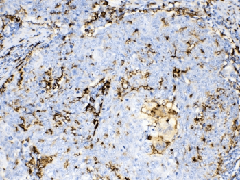 AIF1 / IBA1 Antibody