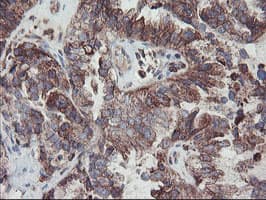 CPA2 Antibody (clone OTI1C7)