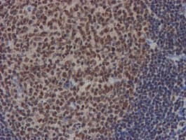 NLN / Neurolysin Antibody (clone OTI1B8)
