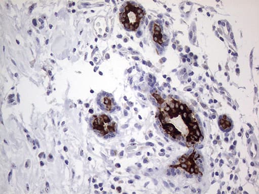 AGR2 Antibody (aa21-175, clone OTI3F2)