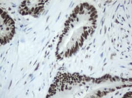 SF3A1 / SF3A120 Antibody (clone OTI4D8)