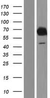 EBF4 Protein (Over-Expression Lysate Myc-DDK (Flag))
