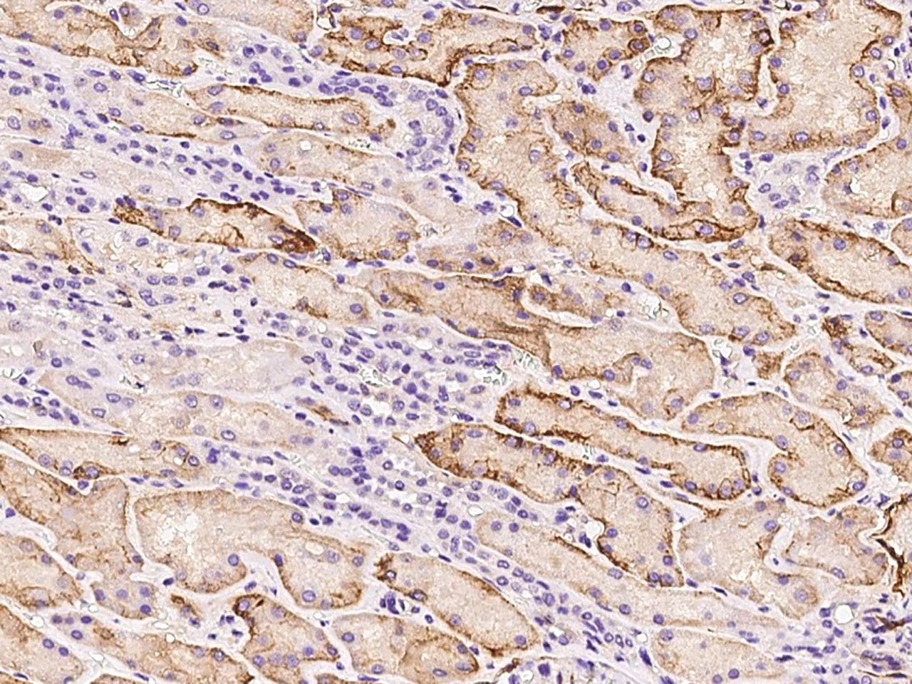 Monoclonal Mouse anti-Human VCAM1 / CD106 Antibody (clone 12, Preservative Free, IHC)
