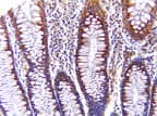 AIFM1 / AIF / PDCD8 Antibody (aa151-169)