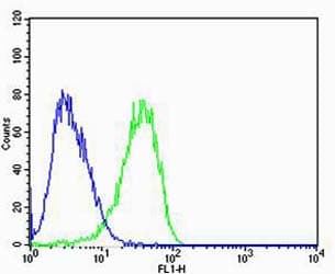 IHC-plus™ CAPN2 / Calpain 2 / M-Calpain Antibody (clone 1381CT669.7.66.71)