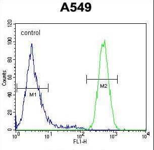HIF2A / EPAS1 Antibody (aa124-150)