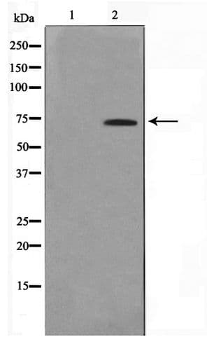 EIF3L / EIF3EIP Antibody