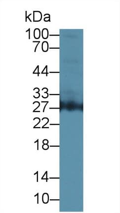 AZU1 / Azurocidin Antibody (aa23-247)