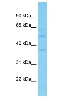 WDR57 Antibody (aa126-175)