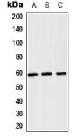 CCT8 Antibody (Internal)