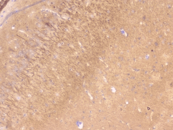 PEBP1 / RKIP Antibody