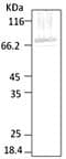 HSP70 / Heat Shock Protein 70 Antibody (aa365-681)