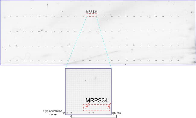 Monoclonal Mouse anti-Human MRPS34 Antibody (clone UMAB125, Carrier-free, IHC, IF, WB)