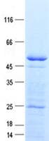 Human THAP6 Protein (Recombinant GST, N-terminus + His, C-terminus)